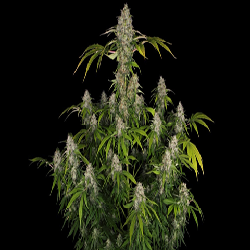 ARJAN'S STRAWBERRY HAZE ·...